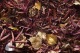 Sols Lyon 8 (5)